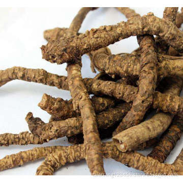 gold thread herb extinct coptis